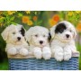 Puzzle catelusi 200 piese